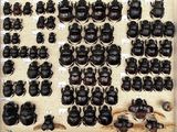 a lot of beetles that are on display in a glass case