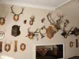 many deer heads mounted on the wall in this room