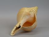 a shell that is sitting on top of a table
