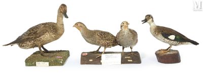 trois canards sont posés sur des blocs de bois, sur une surface blanche