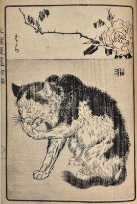 Estampe japonaise représentant un chat noir et blanc et une rose