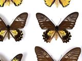 six different types of butterflies are shown on a white surface