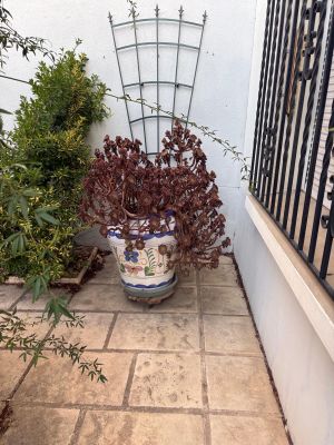 a potted plant sitting on a patio next to a fence
