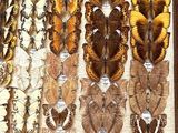 many different types of butterflies displayed in a display case