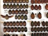 many beetles on display in a display case
