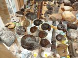 many different types of shells on display in a glass case