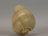 a close up of a garlic bulb on a white surface