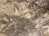 a close up view of a rock with a bird on it ' s back