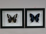 two framed butterflies that are sitting in a shadow box