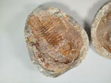 two fossils are shown on a white surface, one is a triloptus and the other is a triloptus