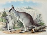 two kangaroos that are standing next to each other