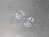 two small shells are sitting on a metal surface