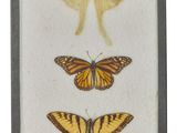 two moths and a butterfly on a white background