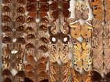 many different types of butterflies displayed in a white box