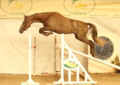 a horse that is jumping over a jump in the air