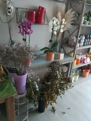 many potted plants on a shelf in a room