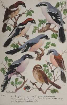 many birds that are sitting on the branches of a tree