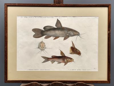 la photo d'une photo représentant un poisson, dans un cadre