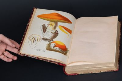 une personne tenant un livre ouvert sur lequel figure un champignon