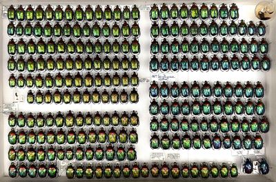 a lot of beetles that are on display in a box