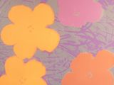 des fleurs violettes, orange et roses sur fond gris