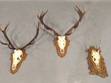 trois têtes de cerfs accrochées au mur, avec leurs bois