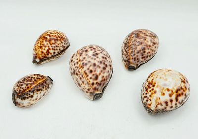 cinq coquillages sont disposés en rangée sur une surface blanche