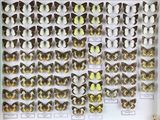 de nombreux types de papillons différents présentés dans une vitrine