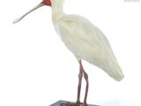 un oiseau blanc au bec rouge posé sur un socle noir