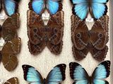 a lot of butterflies that are in a white box