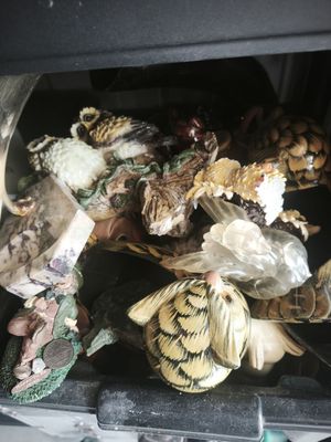 shells and shells in a black container on a table