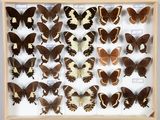 de nombreux papillons disposés dans un cadre en bois