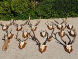 a lot of antelope that are on the ground