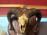 a goat skull mounted on a wooden plaque on a wall