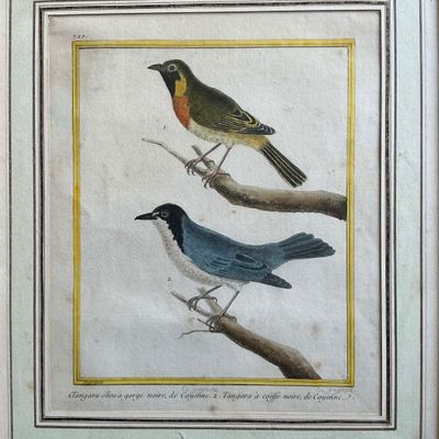 deux oiseaux assis sur une branche d'arbre
