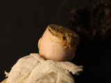 a small doll that is sitting on a table