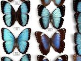 many blue butterflies in a display case on a table