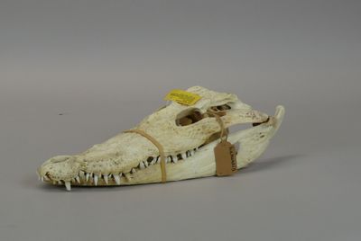 a small animal skull with a tag on it ' s shoe
