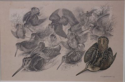 un dessin représentant un groupe d'oiseaux dans un champ
