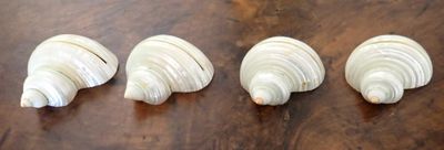 quatre coquillages sont alignés sur une table en bois