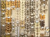 many different types of moths displayed in a display case