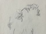 pencil drawing of a vase with flowers in it on a table