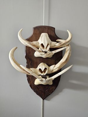 a wall mounted animal skull mounted on a wooden plaque