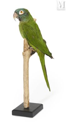 a green parrot perched on a branch on a white background