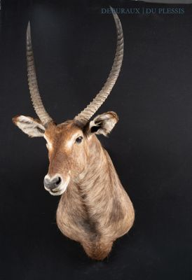 an image of a taxi deer head on a black background