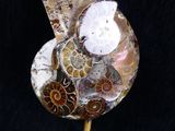 a picture of a shell sculpture on a stand on a black background