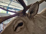 a deer with antlers on it ' s head in a building