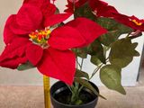 une petite plante en pot aux fleurs rouges posée sur une table