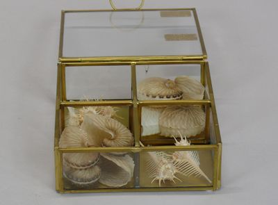 a glass box with shells inside of it on a table