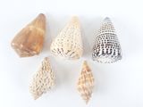 six types différents de coquillages sur un fond blanc